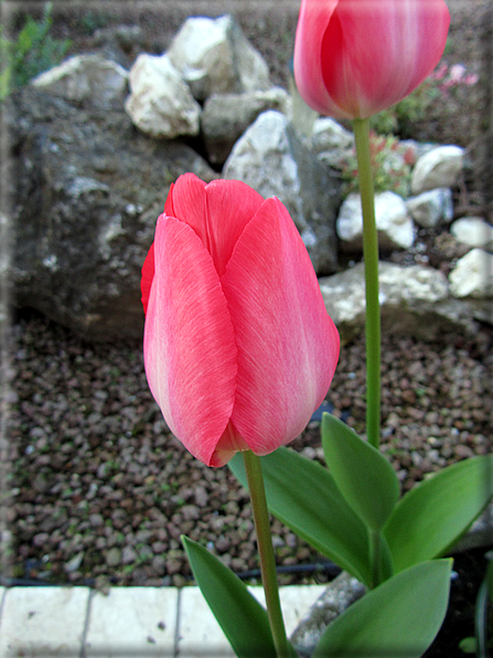 foto Tulipani